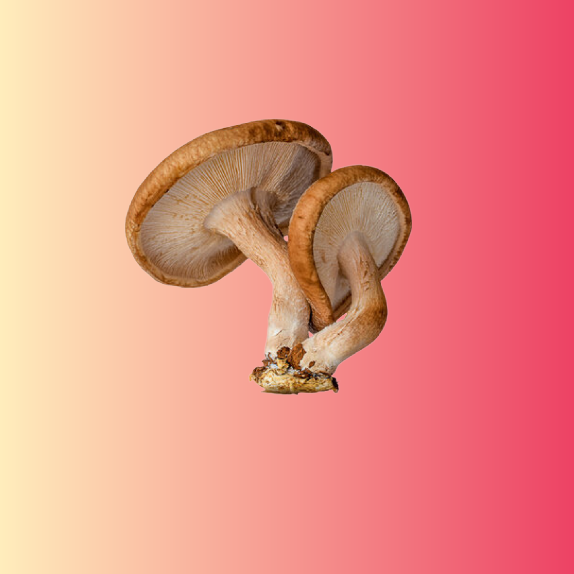 Shiitake for heart health (2 month supply)