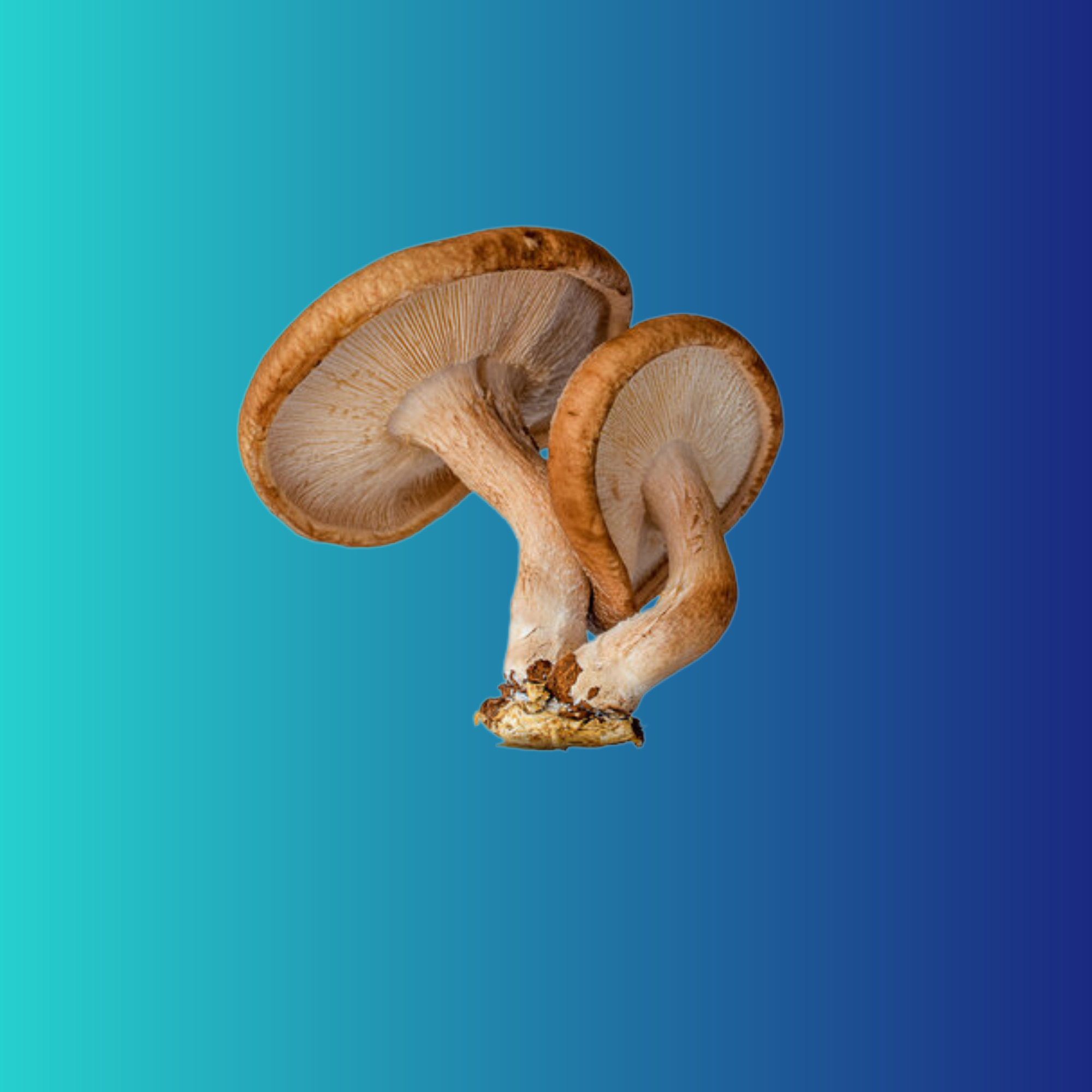 Shiitake for heart health (12 month supply)
