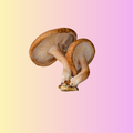 Shiitake for heart health (4 month supply)